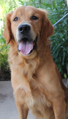 Golden Retriever Dogs for adoption in Prattville, AL, USA