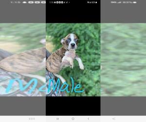 Boston Terrier Dogs for adoption in Newark, DE, USA