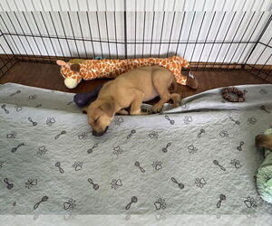Mutt Dogs for adoption in Springdale, PA, USA