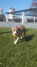 Medium Photo #1 Bulldog-Unknown Mix Puppy For Sale in Bridgewater, NJ, USA