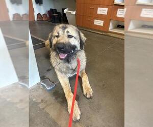 Anatolian Shepherd Dogs for adoption in Santa Cruz, CA, USA