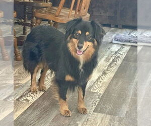 Australian Shepherd Dogs for adoption in Mooresville, NC, USA