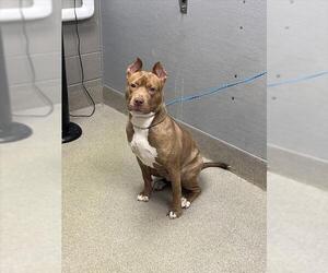 Mutt Dogs for adoption in Las Vegas, NV, USA