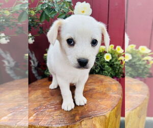 Mutt Dogs for adoption in Marina Del Rey, CA, USA