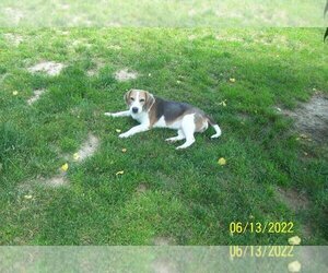 Beagle Dogs for adoption in Coldwater, MI, USA