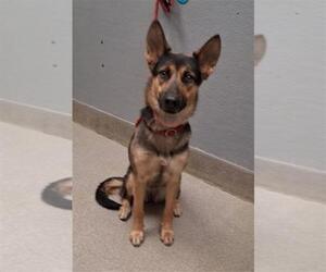 German Shepherd Dog-Unknown Mix Dogs for adoption in Las Vegas, NV, USA