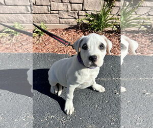 Beagle-Unknown Mix Dogs for adoption in Sterling, MA, USA