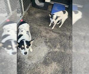 Australian Cattle Dog-Unknown Mix Dogs for adoption in Redlands, CA, USA