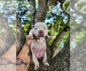 American Bulldog Dogs for adoption in Oakland Park , FL, USA