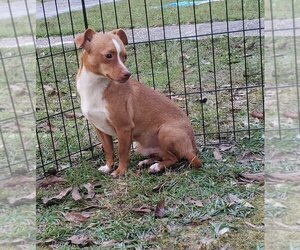 Chihuahua Dogs for adoption in Bonifay , FL, USA