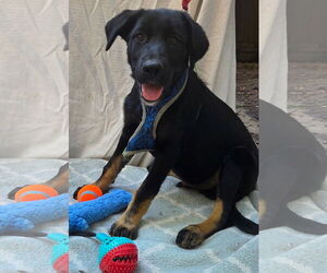 German Shepherd Dog-Unknown Mix Dogs for adoption in Decatur, GA, USA