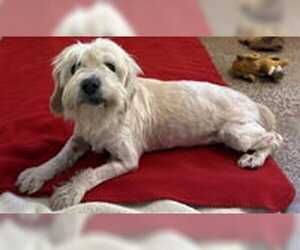 Mutt Dogs for adoption in Salinas, CA, USA