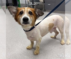 Mutt Dogs for adoption in Washington, DC, USA