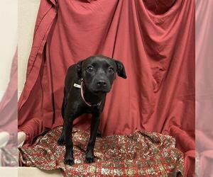 Rat Terrier-Unknown Mix Dogs for adoption in Modesto, CA, USA