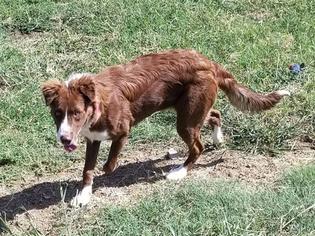 Border Collie Dogs for adoption in Grand Prairie, TX, USA