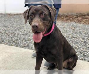 Labrador Retriever Dogs for adoption in Jackson , NJ, USA