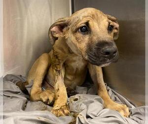 German Shepherd Dog-Unknown Mix Dogs for adoption in San Antonio, TX, USA