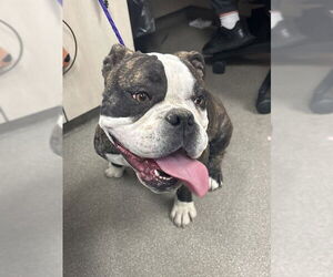 American Bulldog-Unknown Mix Dogs for adoption in Las Vegas, NV, USA