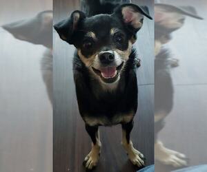 Chihuahua Dogs for adoption in Marrero, LA, USA