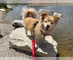 Chiranian Dogs for adoption in Salt Lake City, UT, USA