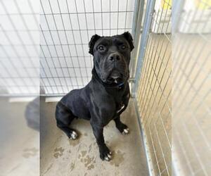 Mutt Dogs for adoption in Visalia, CA, USA