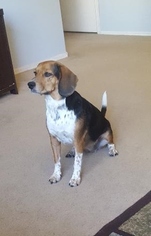Beagle Dogs for adoption in Chandler, AZ, USA