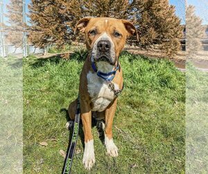 Boxer-Unknown Mix Dogs for adoption in Yreka, CA, USA