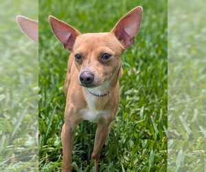 Italian Greyhuahua Dogs for adoption in Oakhurst, NJ, USA