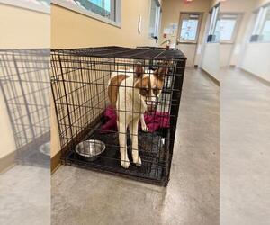 Huskies -Unknown Mix Dogs for adoption in Texas City, TX, USA