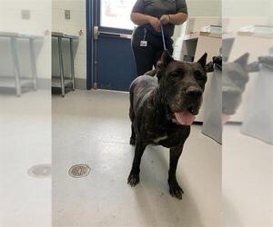 Mutt Dogs for adoption in Corpus Christi, TX, USA