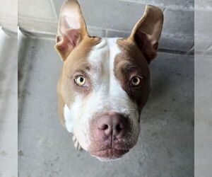 Mutt Dogs for adoption in Jefferson, WI, USA