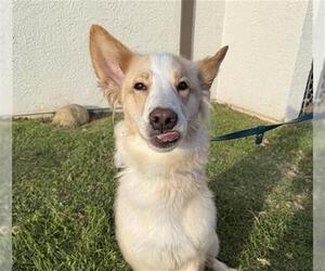 Australian Shepherd-Borzoi Mix Dogs for adoption in Camarillo, CA, USA