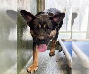 German Shepherd Dog-Unknown Mix Dogs for adoption in Downey, CA, USA