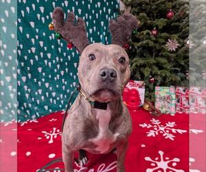 Medium Photo #1 American Staffordshire Terrier-Unknown Mix Puppy For Sale in New Oxford , PA, USA