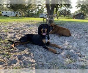Black and Tan Coonhound Dogs for adoption in Sanford, FL, USA