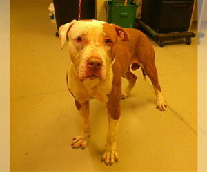 Bulldog-Unknown Mix Dogs for adoption in Sanford, FL, USA