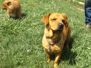 Ba-Shar Dogs for adoption in Zaleski, OH, USA