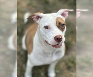 Mutt Dogs for adoption in St. Ann, MO, USA