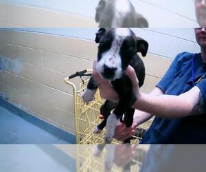 American Pit Bull Terrier Dogs for adoption in Tulsa, OK, USA