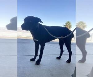 Labrador Retriever Dogs for adoption in Bakersfield, CA, USA