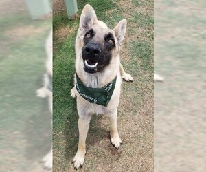 German Shepherd Dog Dogs for adoption in Bakersfield, CA, USA