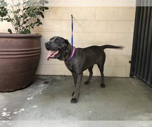 Bullmastiff Dogs for adoption in pomona, CA, USA