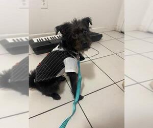 Rat Terrier-Unknown Mix Dogs for adoption in Plantation, FL, USA
