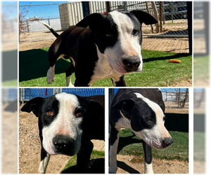 Bull Terrier-Unknown Mix Dogs for adoption in HESPERIA, CA, USA