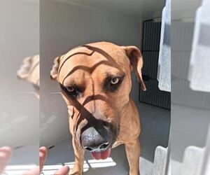 American Pit Bull Terrier-Unknown Mix Dogs for adoption in Houston, TX, USA