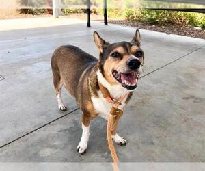 Chihuahua Dogs for adoption in Orange, CA, USA