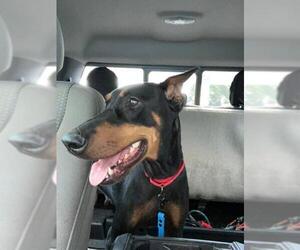 Doberman Pinscher Dogs for adoption in Groveland, FL, USA