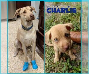 Shepradors Dogs for adoption in Valrico, FL, USA
