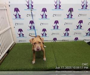 American Pit Bull Terrier Dogs for adoption in Orlando, FL, USA