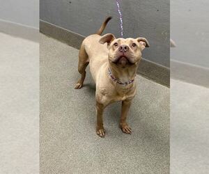 Mutt Dogs for adoption in Las Vegas, NV, USA